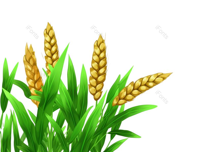 卡通图片,小满元素,麦子PNG,麦田免抠素材